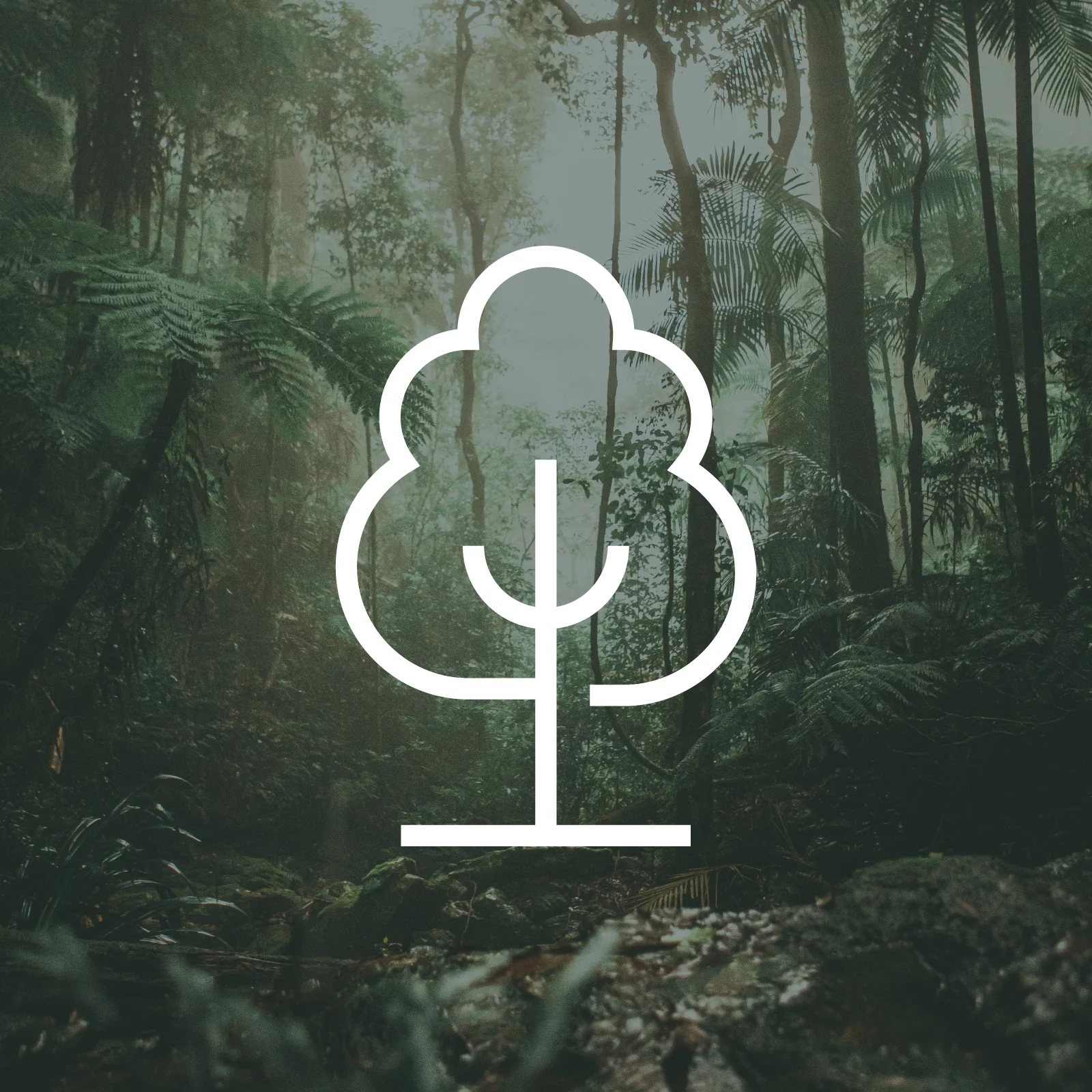 1 Tree Planted via THG (More Trees) attēls 1